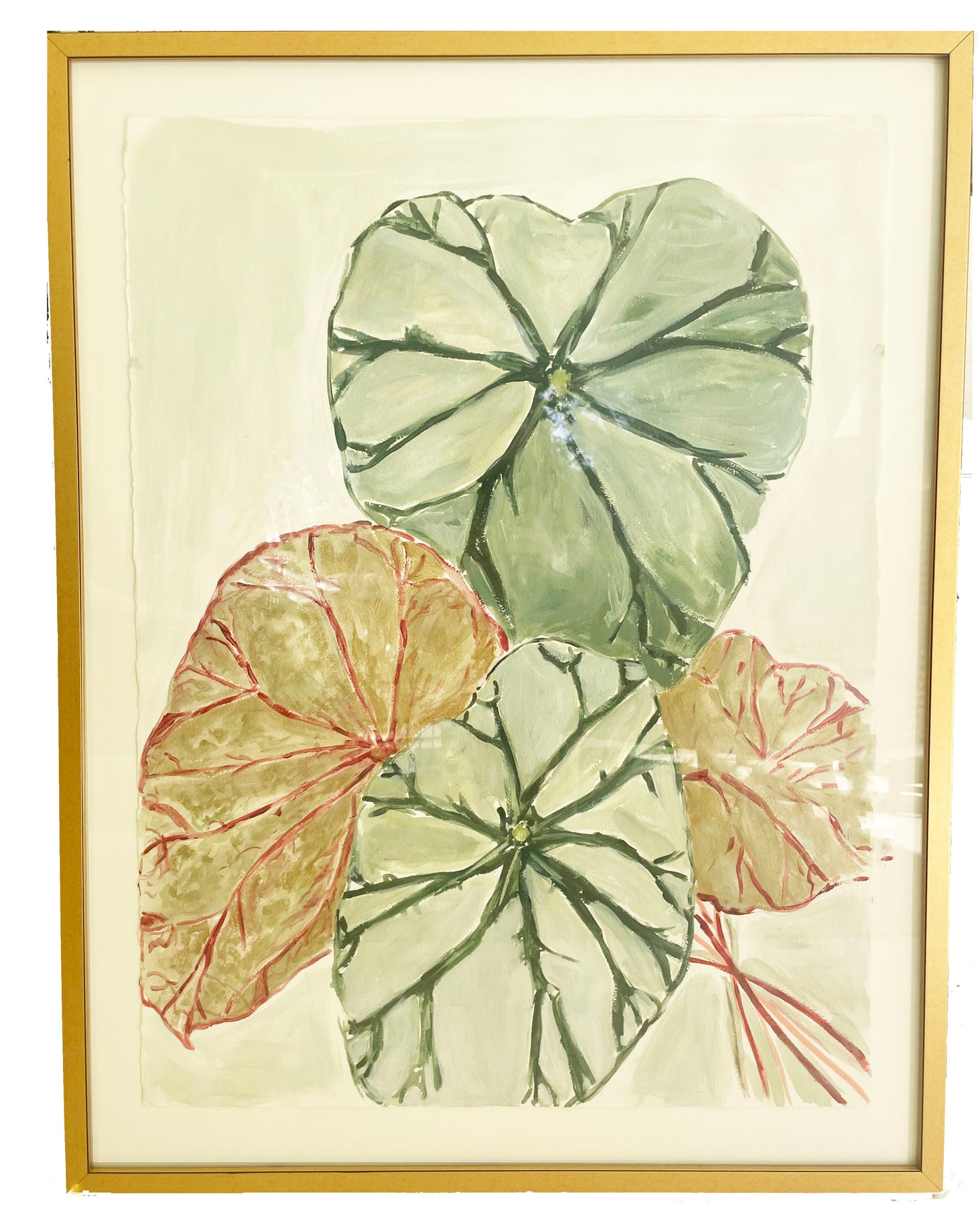 Begonia I