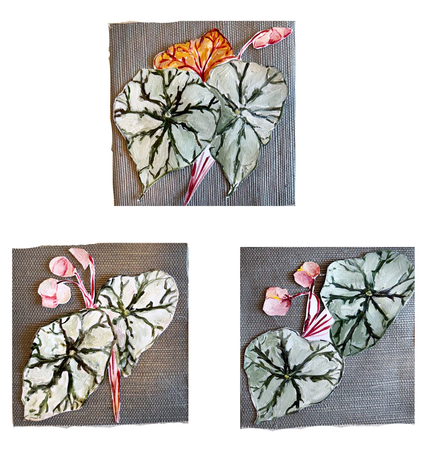 Begonias on wallpaper