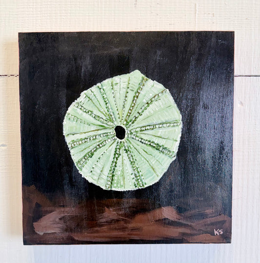 Sea Urchin